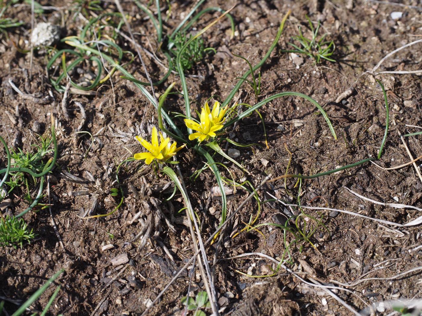 Star-of-Behlehem, Early plant